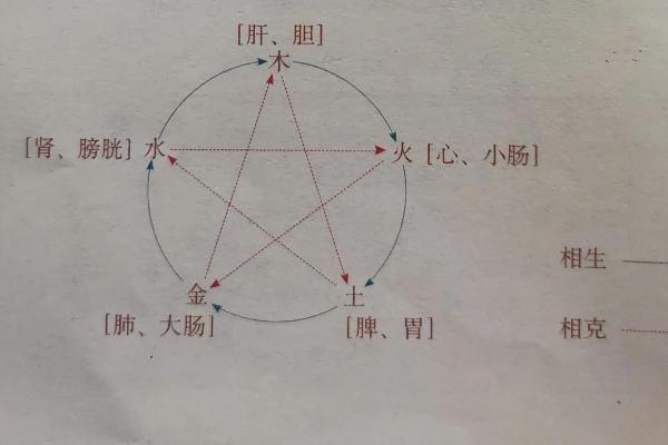 肺属五行中的金吗？揭开中医五行与肺脏的关系