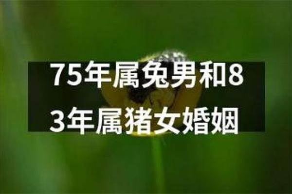 属兔和属猴的情侣关系是否和谐