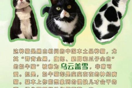 猫的五行属性解析与命运影响