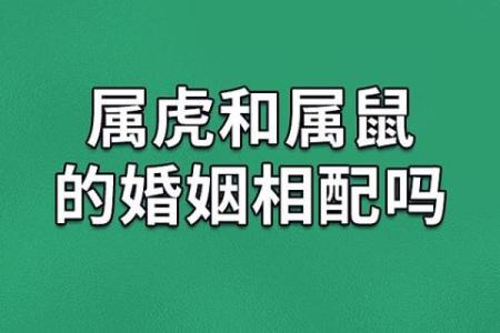 属虎和属龙的配对是否合适？深度解析两者的性格与婚姻匹配度