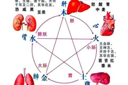 五脏与五行的深度关联及其对健康的影响分析