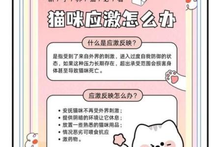 养猫风水知识全解析：猫咪带来的好运与避邪秘笈