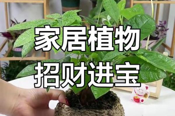 改善财运的最佳绿植推荐与风水讲解