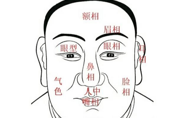 男人鼻子的面相密码：了解鼻型如何影响人生运势