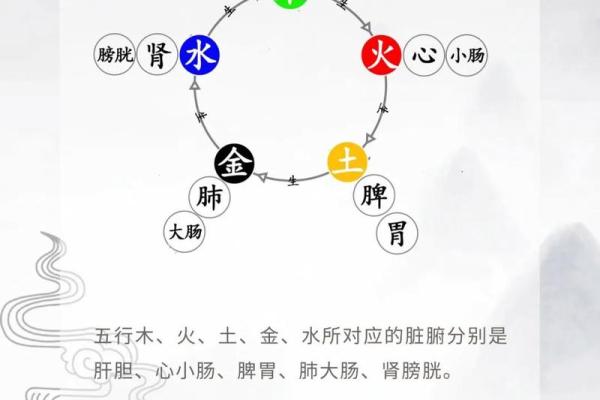 五脏六腑与五行相生相克的深层联系解析