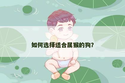 如何选择适合属猴的狗？