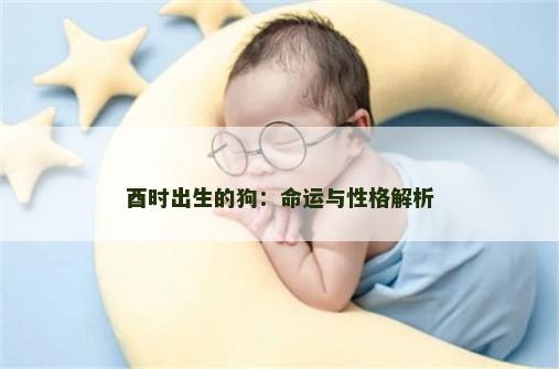 酉时出生的狗：命运与性格解析